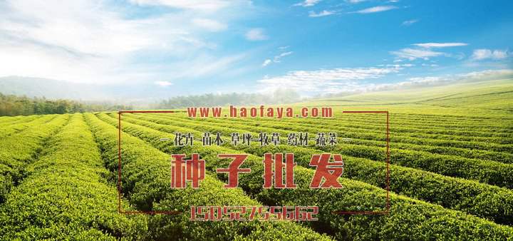 茶樹種子銷售價格