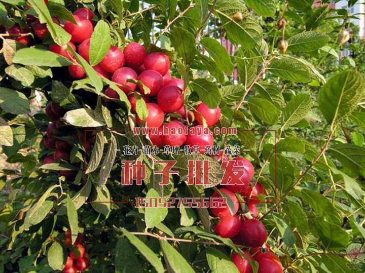 歐李種子批發(fā)