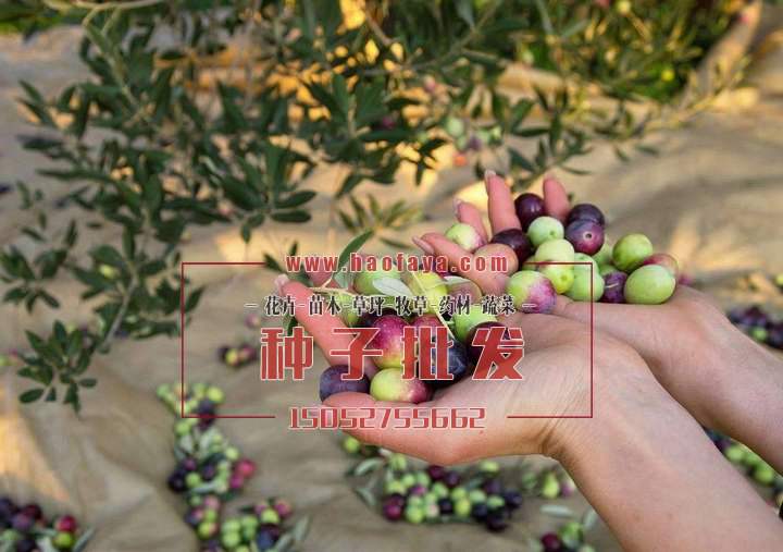 橄欖種子價格
