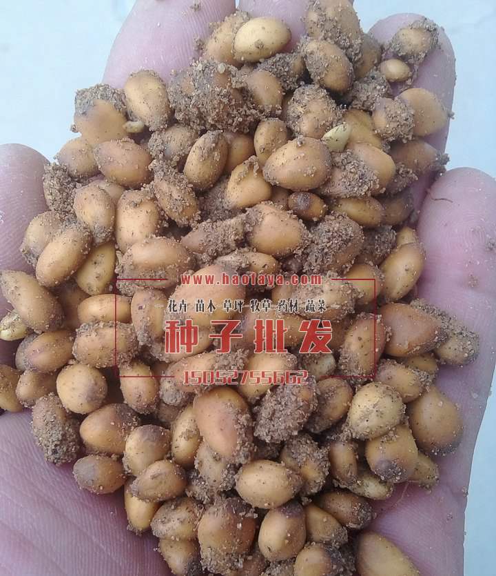 枸橘種子種子銷售