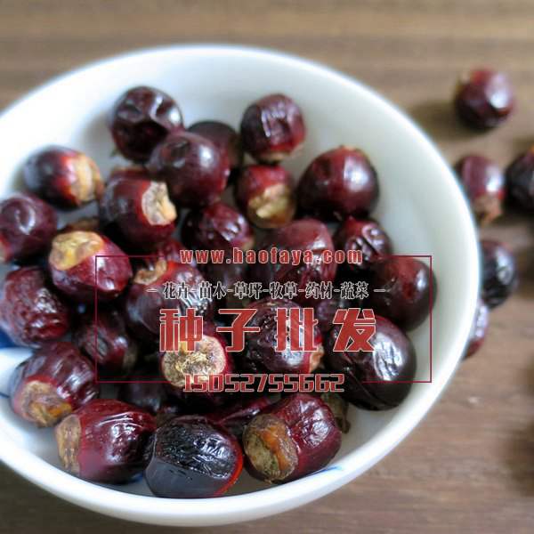 桂圓種子