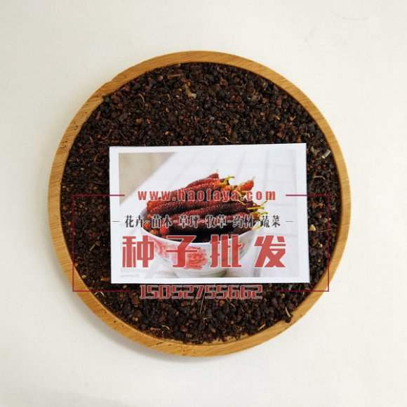 臺(tái)灣長(zhǎng)果桑種子