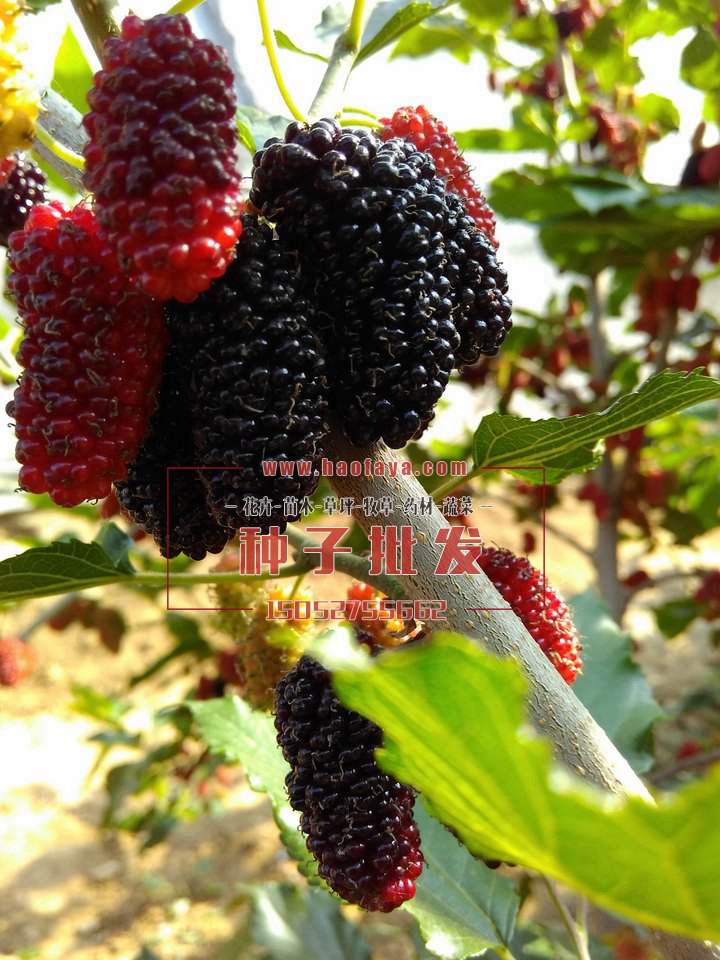 果桑種植技術(shù)