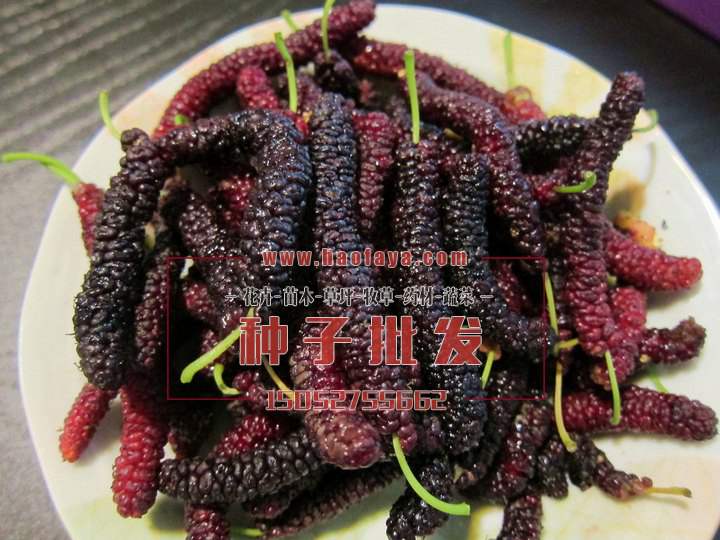 桑葚營(yíng)養(yǎng)價(jià)值