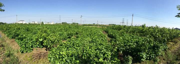 桑葚種植園