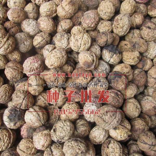 核桃種子