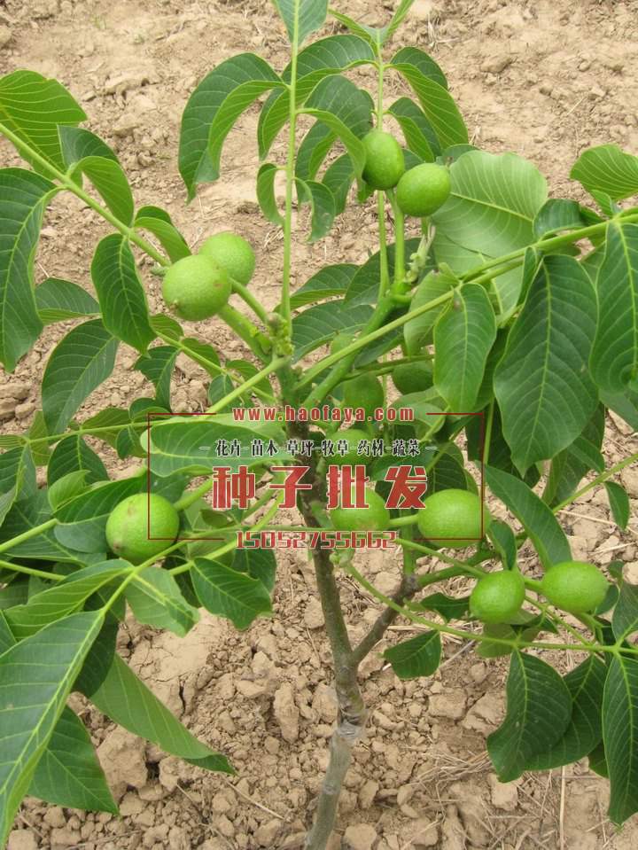 核桃種子批發(fā)