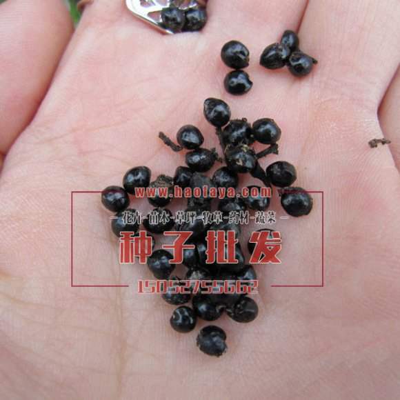 花椒種子