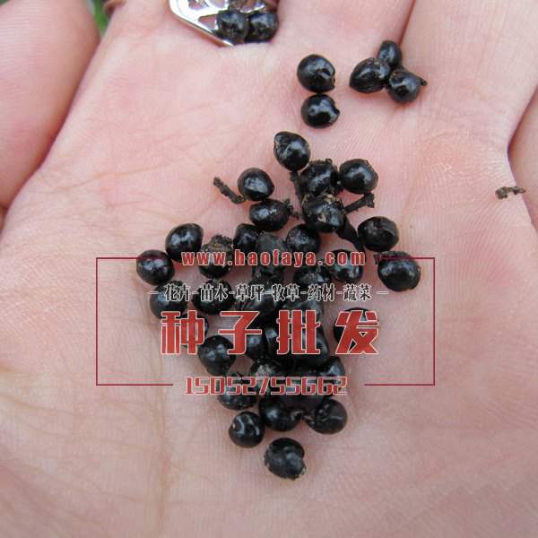 花椒種子