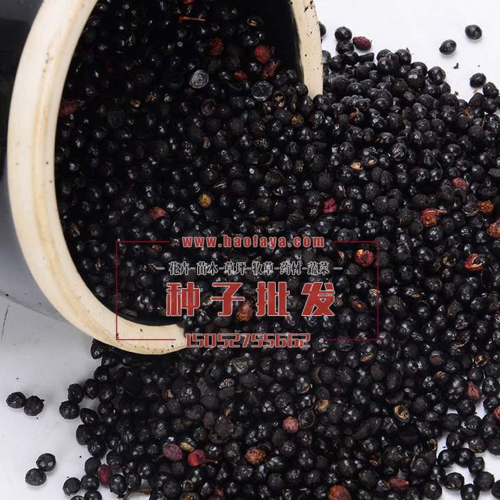 花椒種子批發(fā)