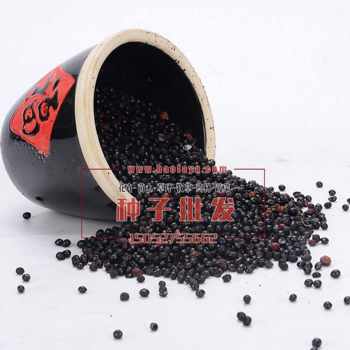 優(yōu)質(zhì)花椒種子