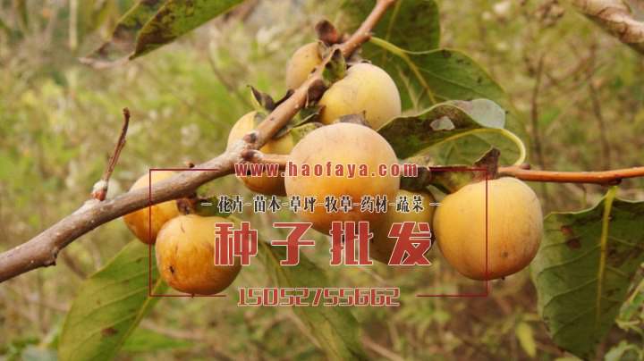 君遷子種植技術