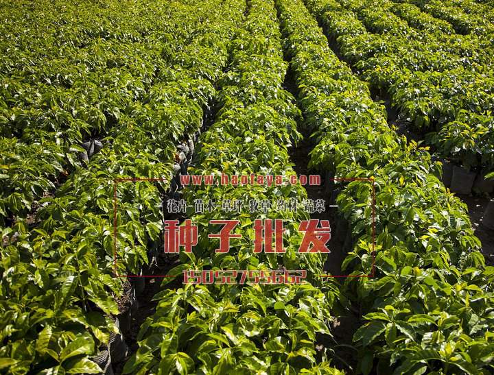 咖啡種子批發(fā)