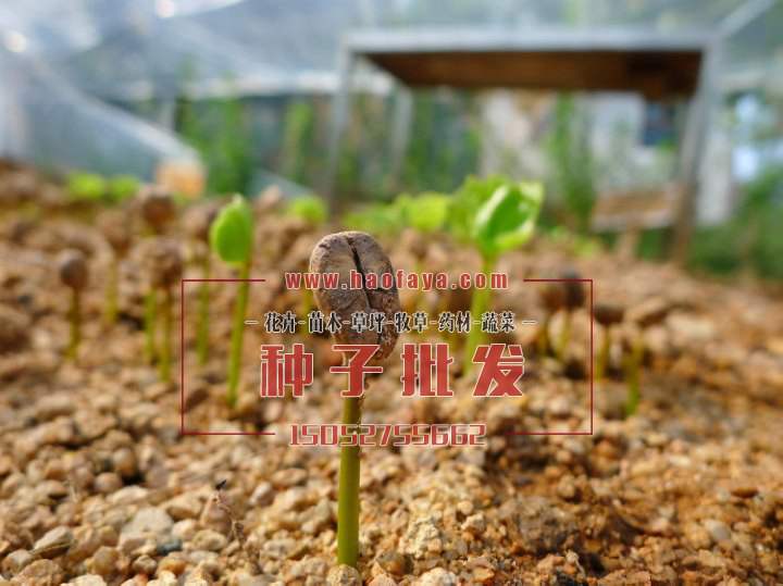 發(fā)芽的咖啡種子