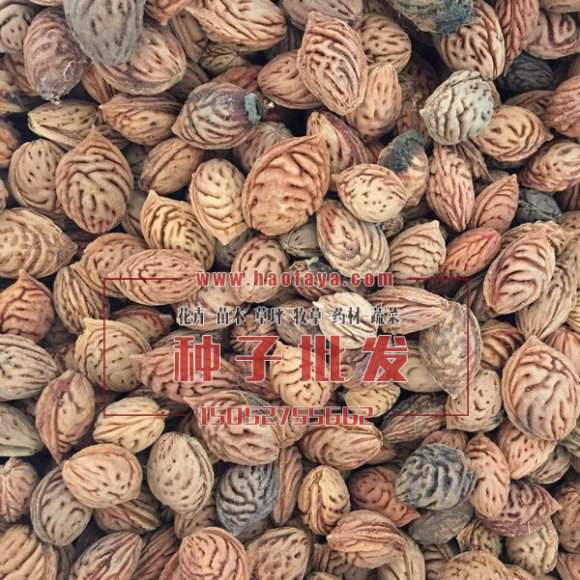 毛桃種子