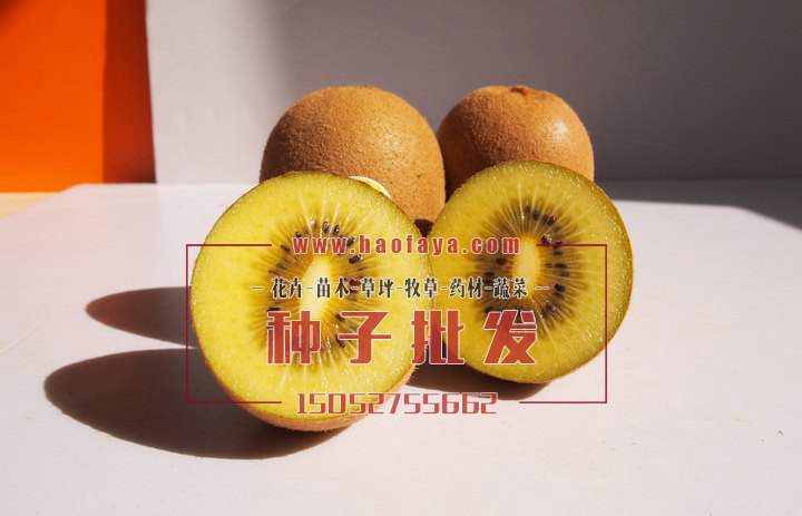 獼猴桃種植技術(shù)