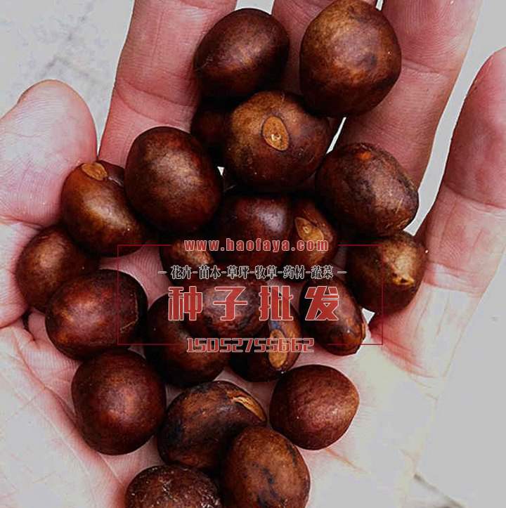 枇杷種子批發(fā)