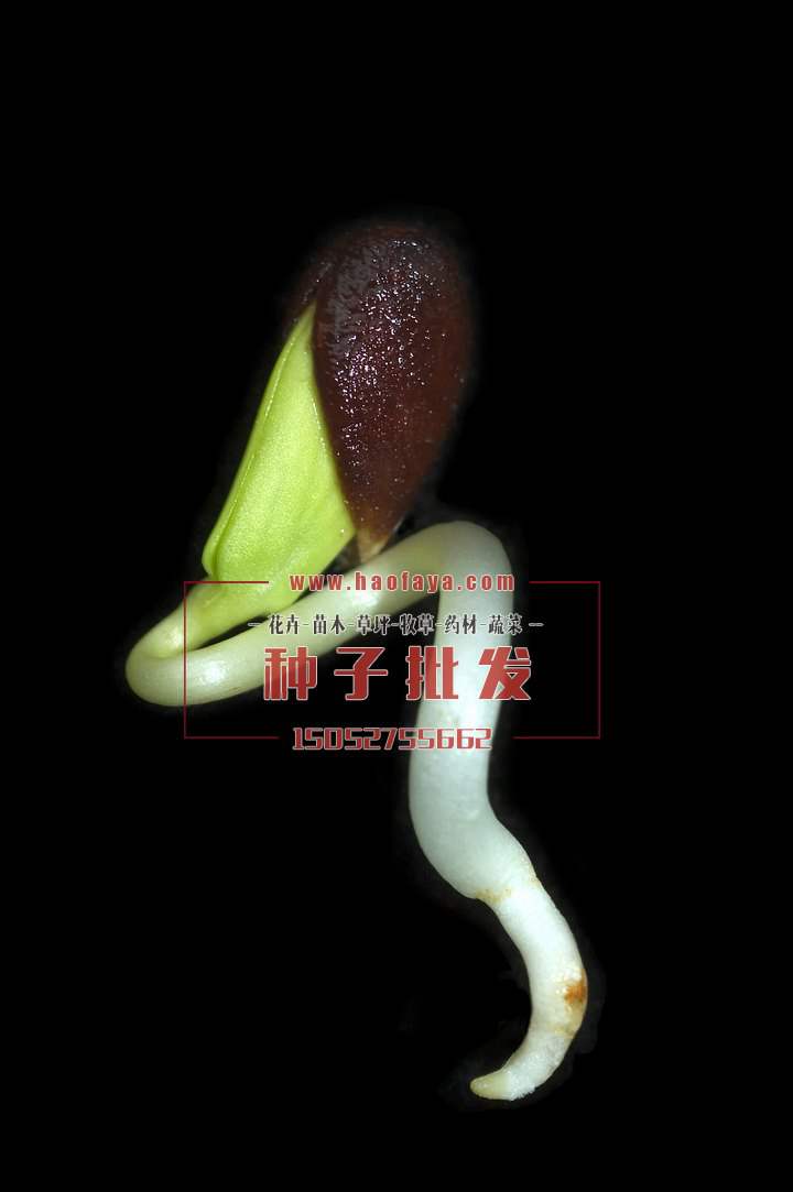 蘋(píng)果種子銷(xiāo)售價(jià)格