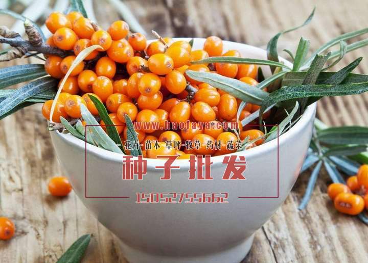 沙棘種子批發(fā)