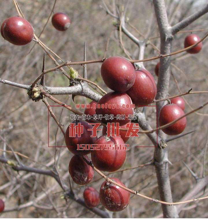 酸棗種植技術(shù)