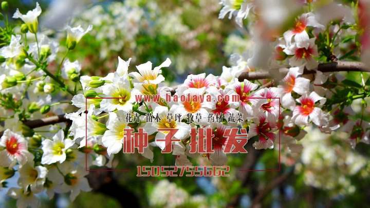 文冠果種子批發(fā)