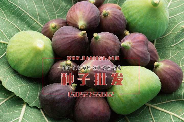 無(wú)花果營(yíng)養(yǎng)價(jià)值