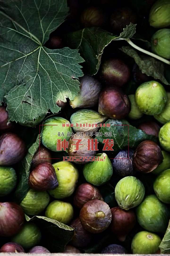 無(wú)花果種子批發(fā)價(jià)格