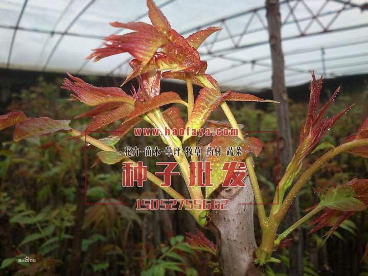 香椿種植技術(shù)