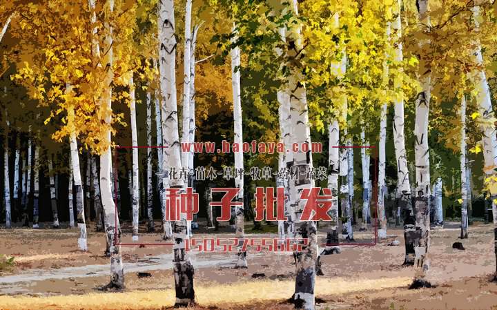 白樺樹種植技術(shù)