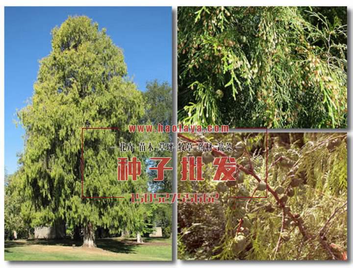 柏木種子批發(fā)銷售