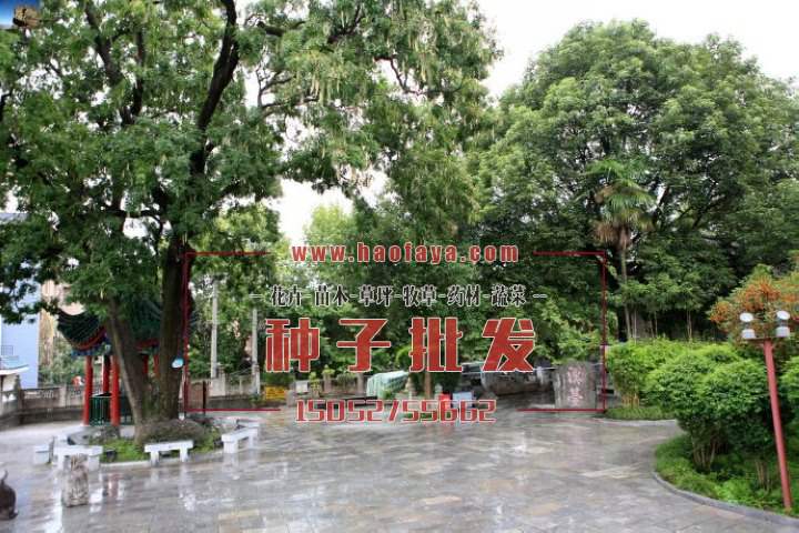 皂角種植技術(shù)