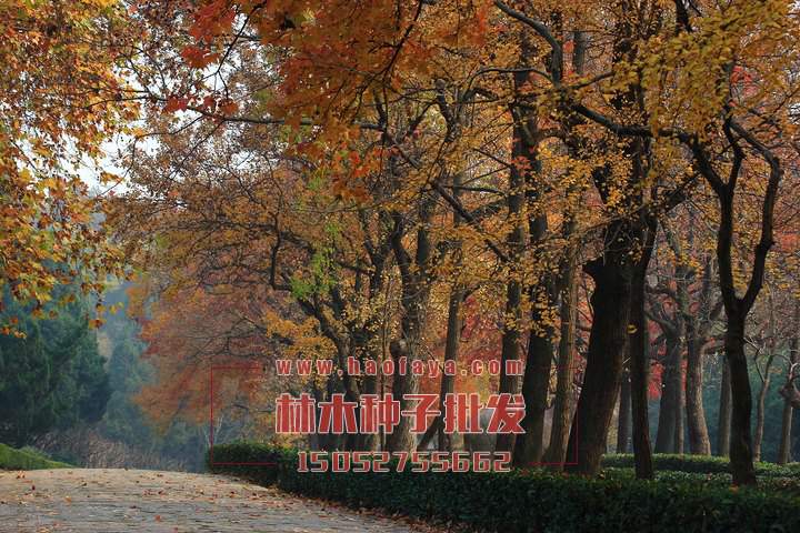 馬褂木種植技術(shù)