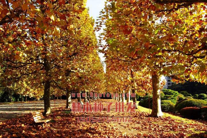 法桐種植技術(shù)