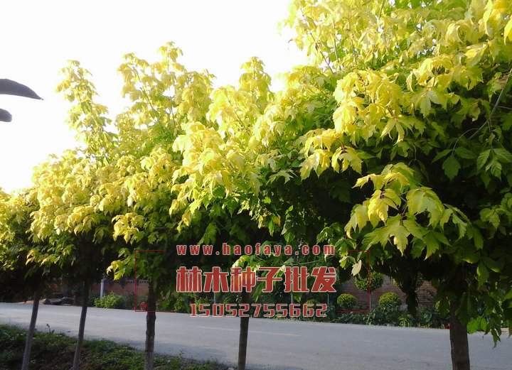 金葉復(fù)葉槭