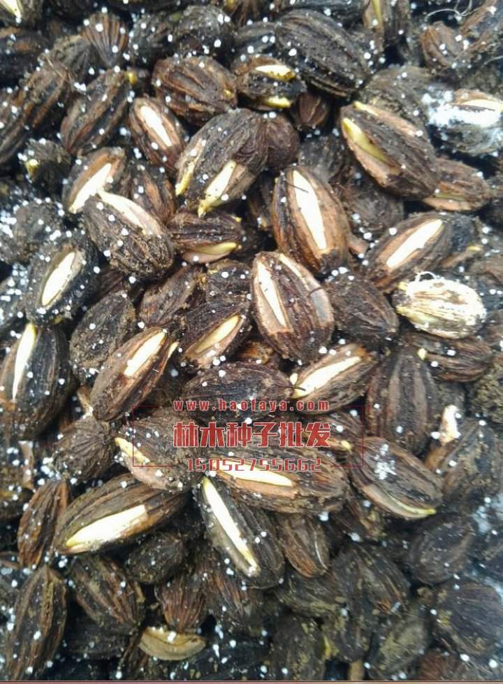 珙桐種子發(fā)芽率實驗