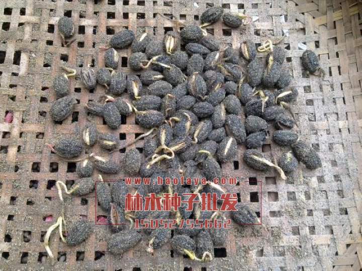 珙桐種子批發(fā)銷售價格