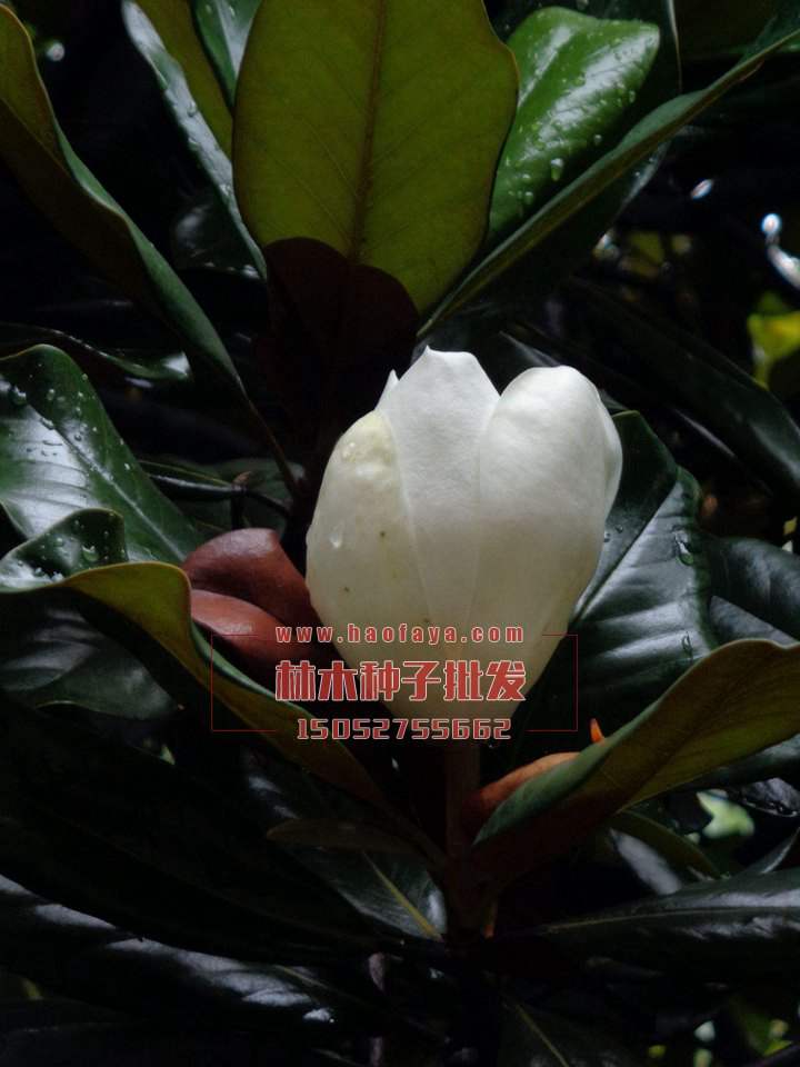 廣玉蘭種子批發(fā)