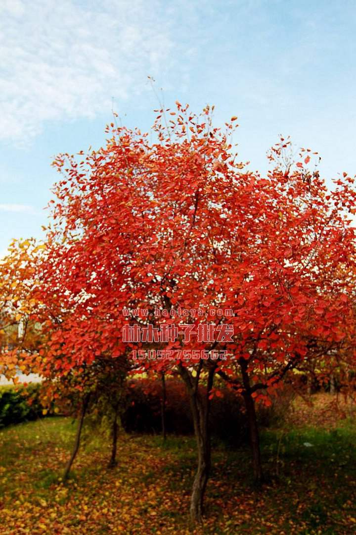 紅櫨種植技術(shù)