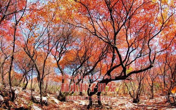 紅櫨栽培技術(shù)