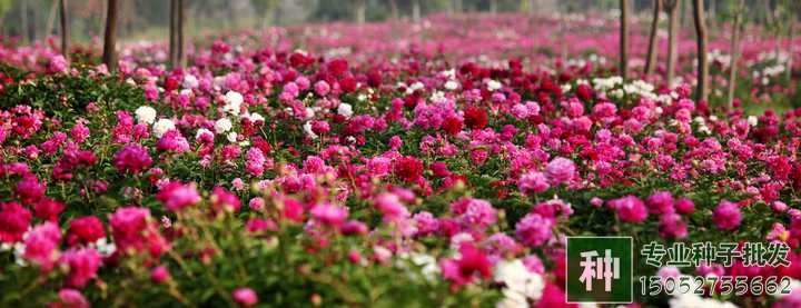 牡丹和芍藥種植有何技巧