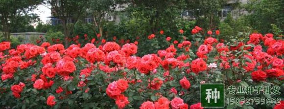 月季如何進行嫩枝扦插？