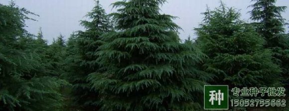 雪松如何進行種子繁殖？