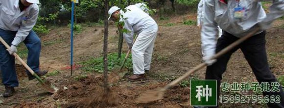 什么季節(jié)最適宜植樹(shù)？