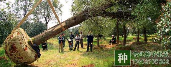 起挖苗木應(yīng)注意什么？