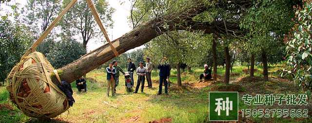 起挖苗木應(yīng)注意什么？