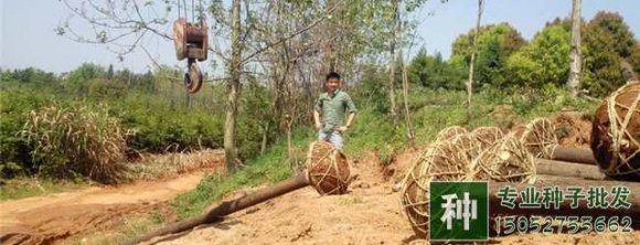 苗木栽植最忌諱什么？