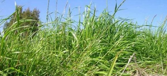 意大利黑麥草的種植栽培技術(shù)