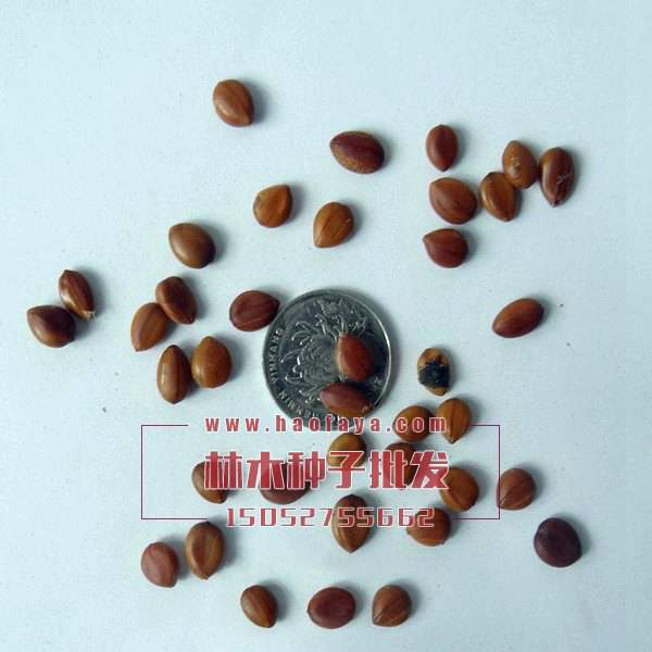 蘇格蘭金鏈樹種子