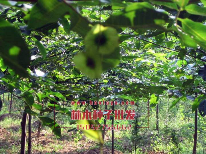 金錢柳種植技術(shù)