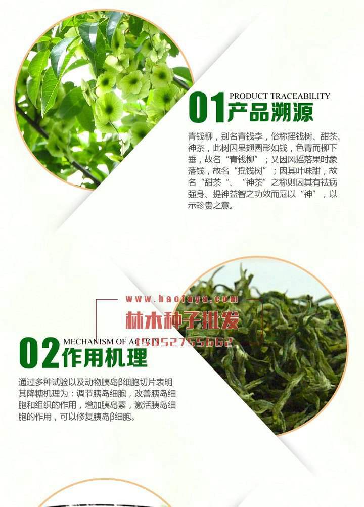 金錢柳功效及作用